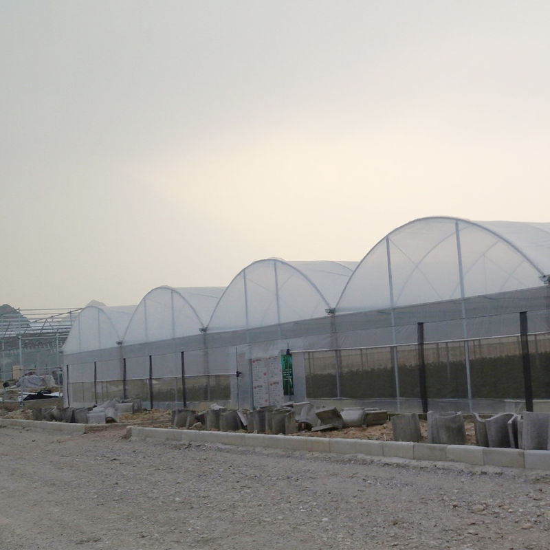 Nhà kính đa nhịp polytunnel thương mại Thiết kế mô-đun Quy mô lớn Trồng trọt Thép mạ kẽm Màng UV