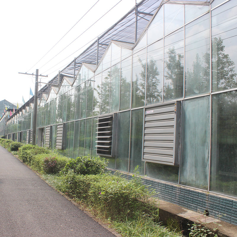 Nhà kính kính loại Venlo nông nghiệp Kỹ thuật Hà Lan Khung mạ kẽm cho thủy canh