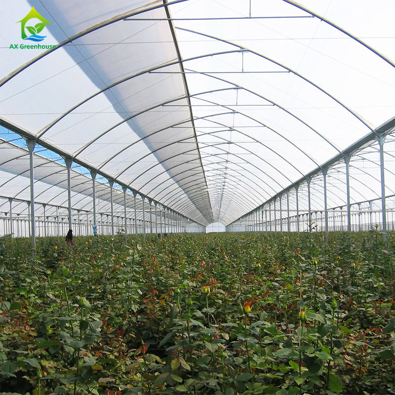 Nhà kính phim đa chiều rộng lớn để trồng rau lá, cà chua, dưa chuột, ớt, đậu phộng, dâu tây, dưa hấu