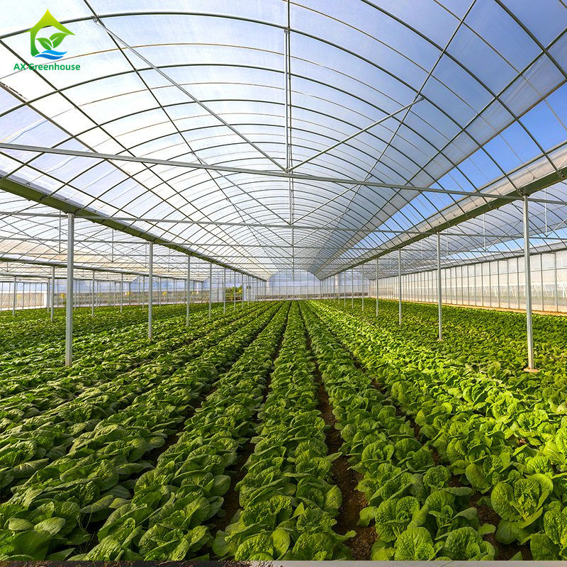 Nhà kính phim đa chiều rộng lớn để trồng rau lá, cà chua, dưa chuột, ớt, đậu phộng, dâu tây, dưa hấu