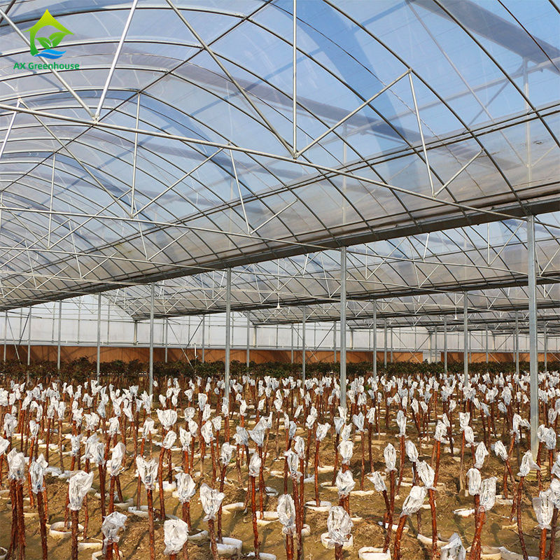 Nhà kính phim đa chiều rộng lớn để trồng rau lá, cà chua, dưa chuột, ớt, đậu phộng, dâu tây, dưa hấu