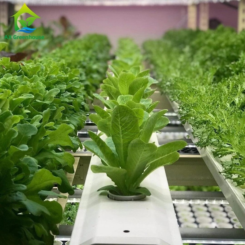 Hệ thống trồng tự động thông minh Container Farm Multi-layer Vertical NFT Hydroponic Soilless Cultivation System