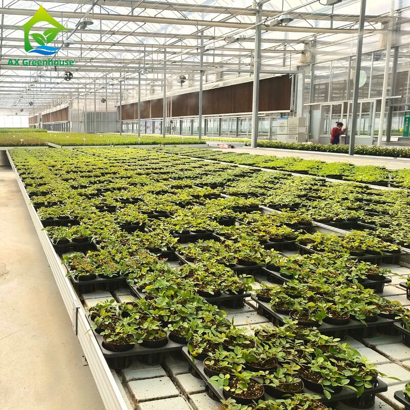 Thang hồ Ebb & Flow của khung nhôm thương mại với chiều cao điều chỉnh và khay PP / ABS tích hợp cho nhà kính